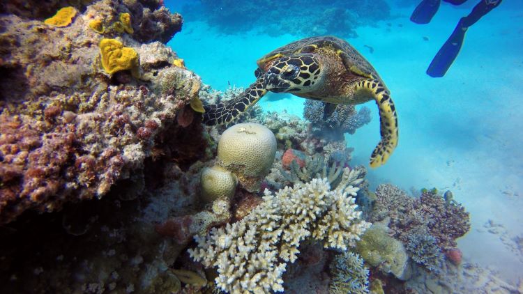 Seeschildkröte am Great Barrier Reef