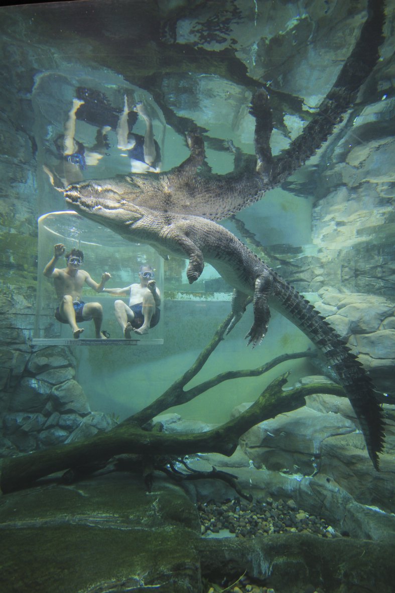 Schwimme mit Krokodilen in Darwin!
