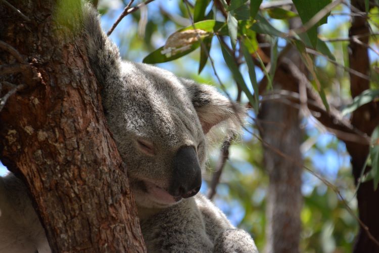 Schlafender Koala auf Magnetic Island