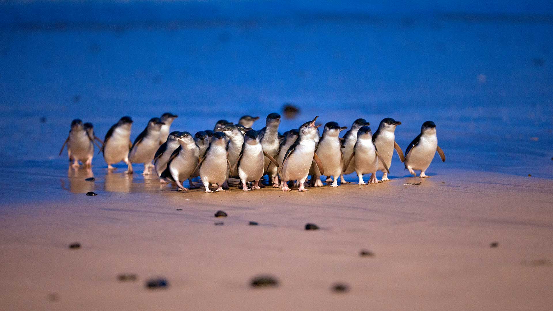 Erlebe die kleinsten Pinguine der Welt auf Phillip Island!