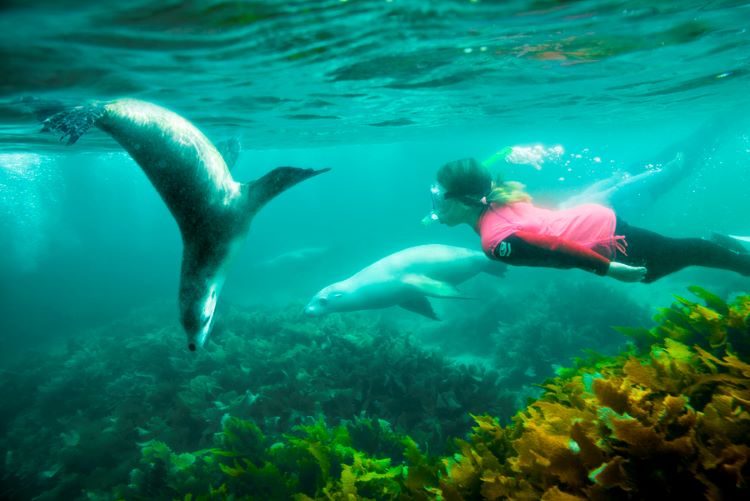Schwimmen mit Seelöwen in Port Lincoln Australia. 