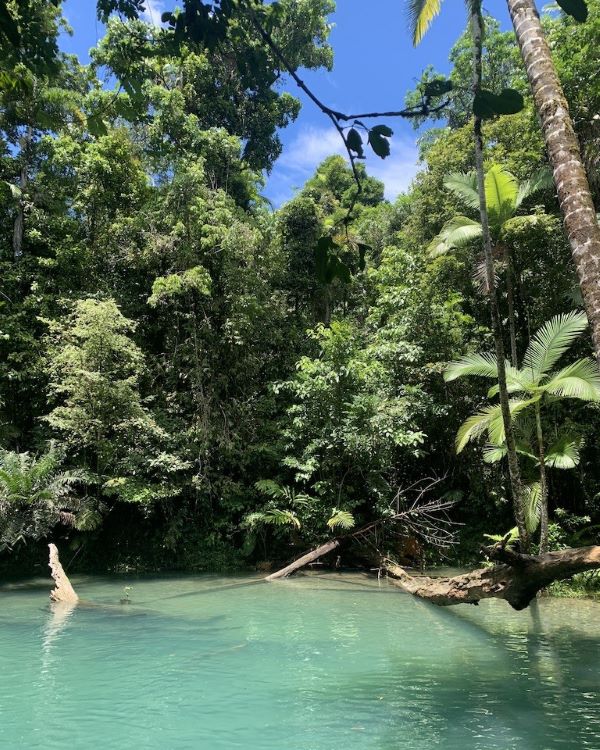 Lagune in Daintree Rainforest mit Blauem Wasser