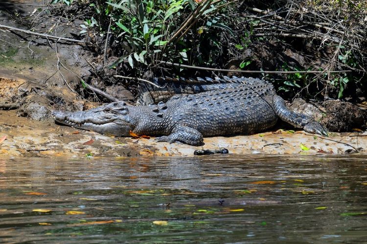 Krokodil Daintree River