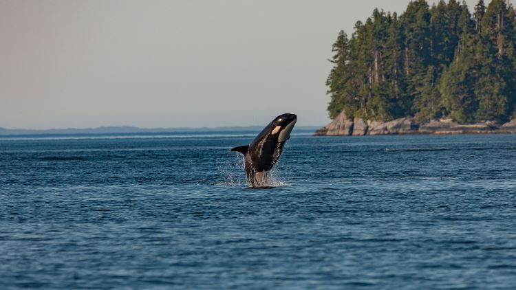 Orca bei Vancouver Island