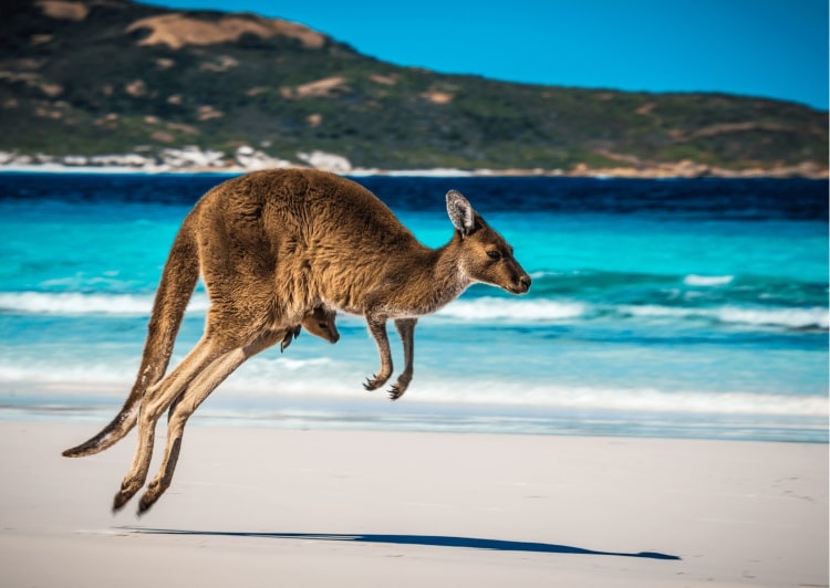 Känguru mit Baby am weißen Strand