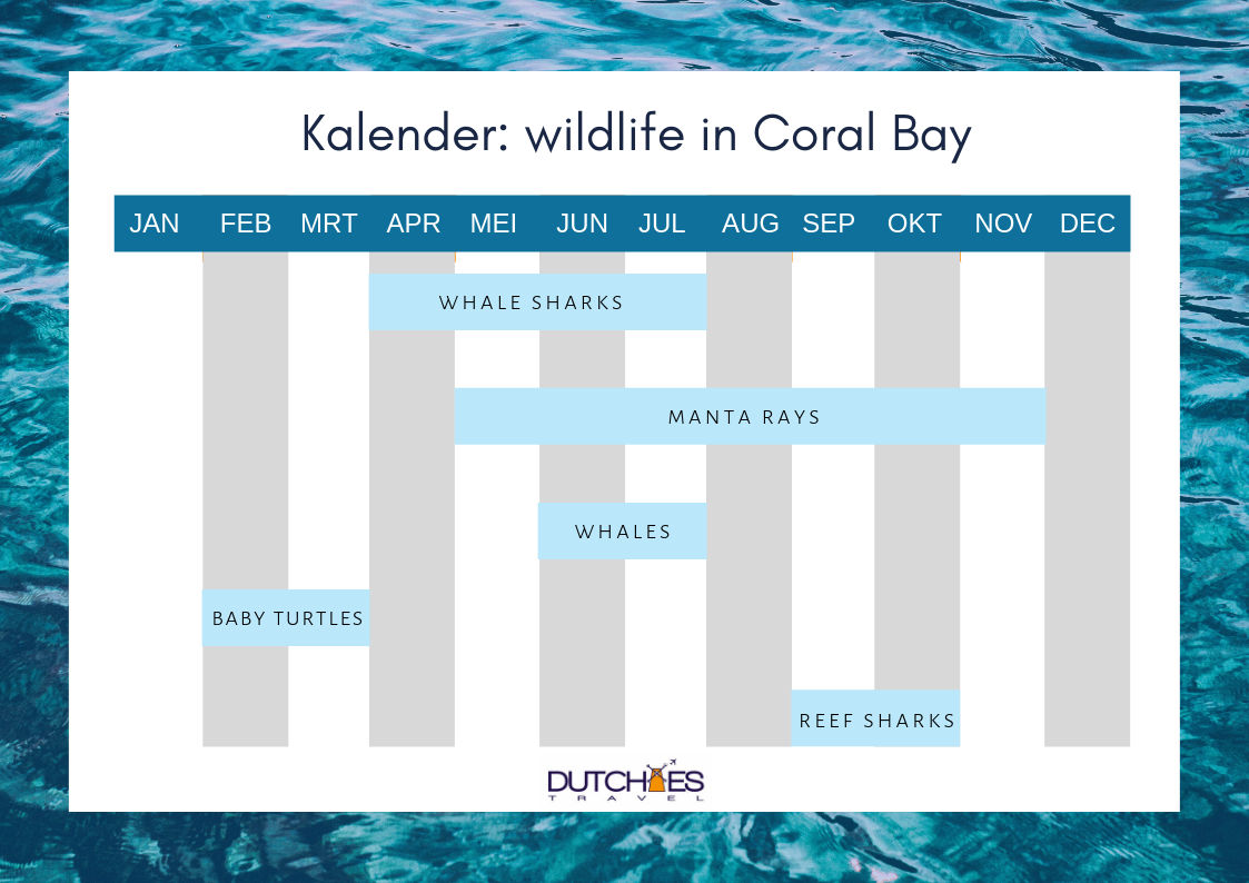 Kalender, um zu sehen, wann Du die beste Tierwelt in der Coral Bay entdecken kannst.