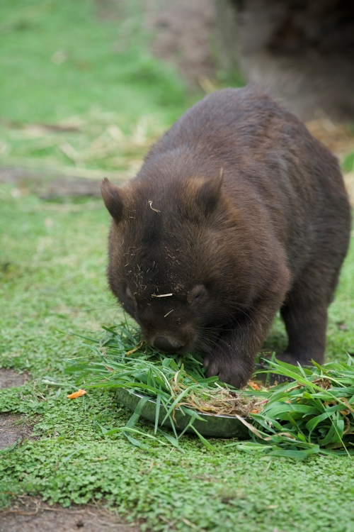 Wombat beim Essen - Tiere in Australien