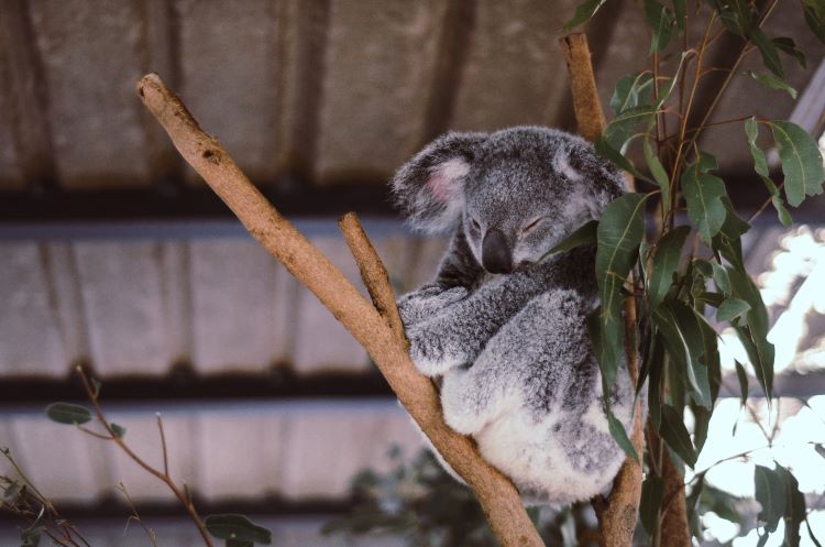 Schläfriges Koala in einer Tierauffangstation