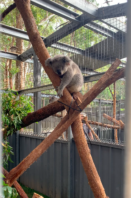 Koala im Coloured Stones Koala Hospital