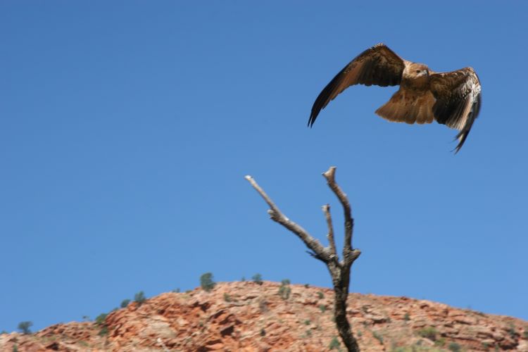 Raubvogel beim Fliegen im Alice Springs Desert Park
