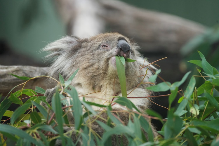 Koala im Eukalyptusbaum - Tiere in Australien