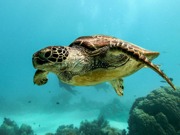 Meeresschildkröte am Great Barrier Reef
