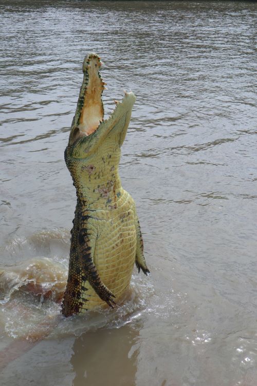 Springendes Krokodil im Adelaide River