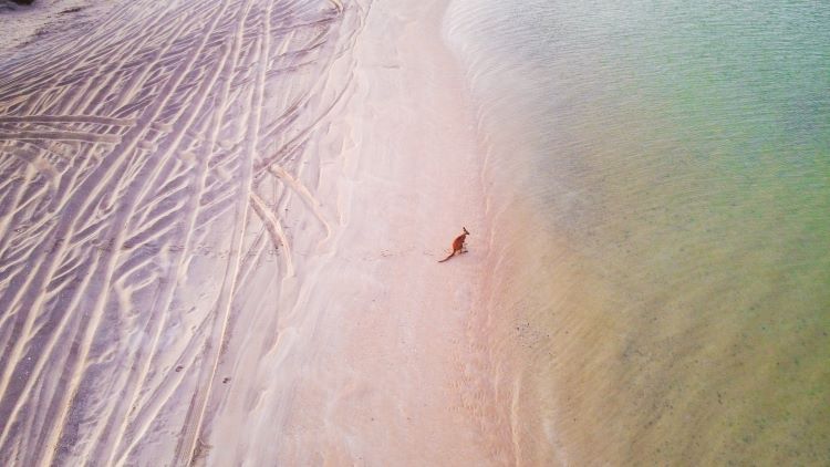 Känguru am Strand in Westaustralien