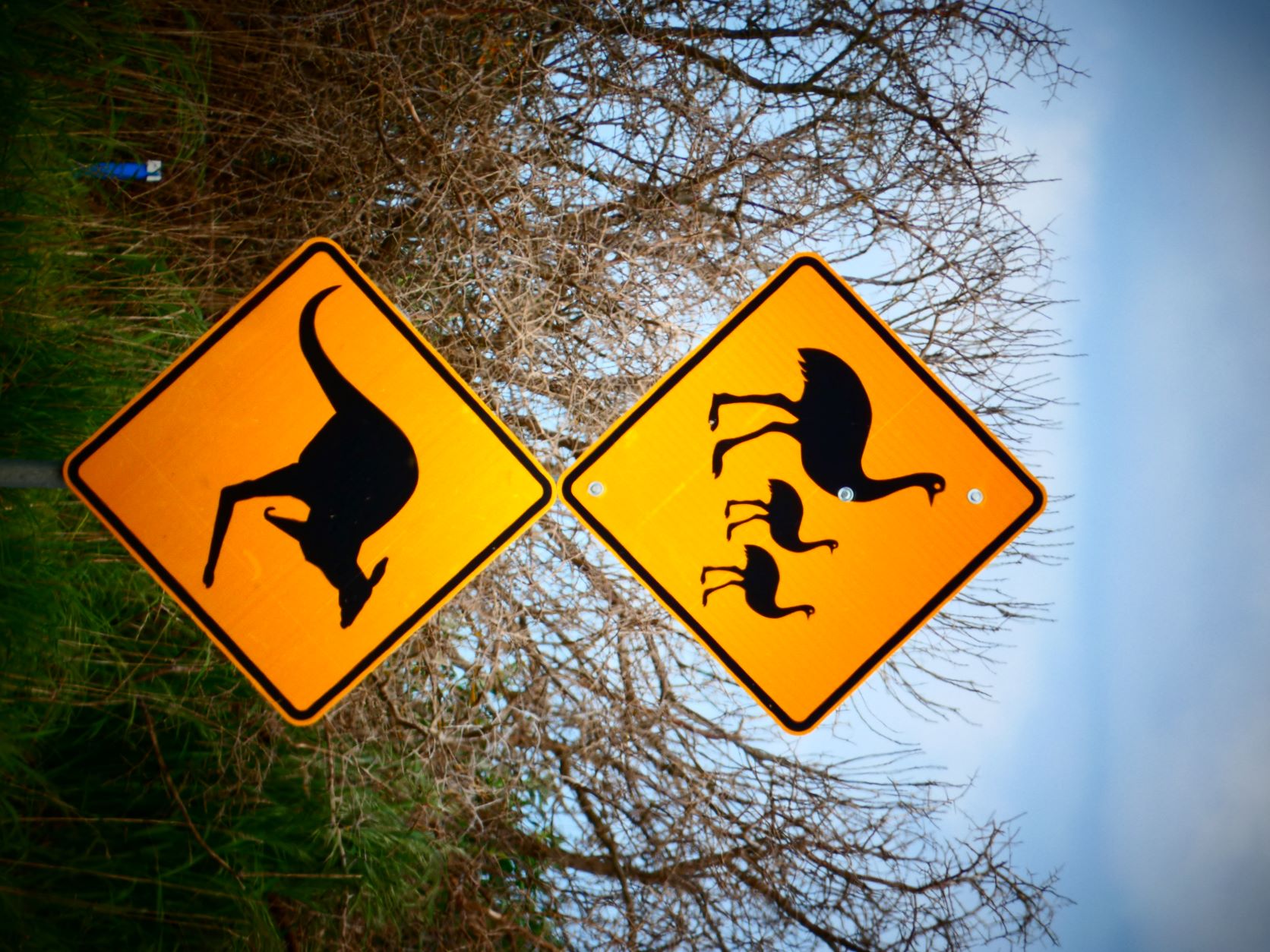 Verkehrszeichen Tiere Australien