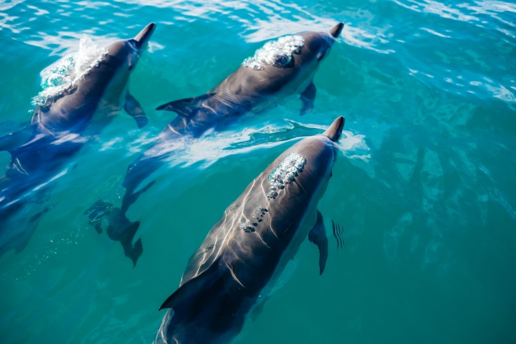 Delfine im Wasser bei Kaikōura