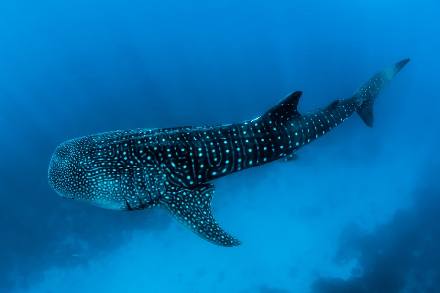 Schwimme mit Walhaien am Ningaloo Reef!