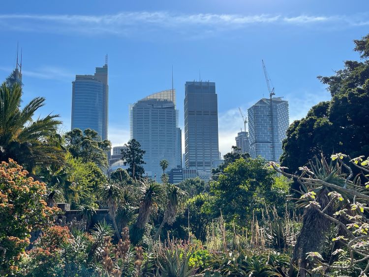Der botanische Garten Sydney mit Skyline im Hintergrund