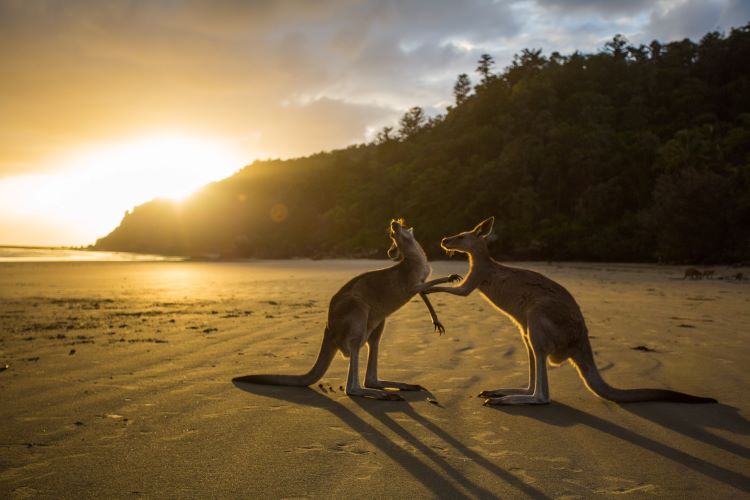 Kängurus bei Sonnenaufgang am Strand von Cape Hillsborough an der Ostküste Australiens.