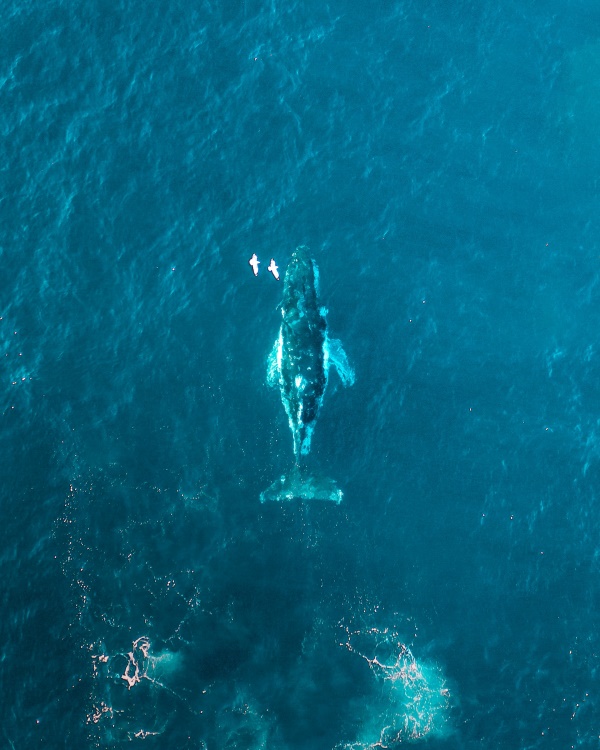 Wale aus der Luft