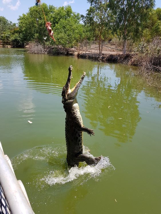 Krokodilfütterung in Aktion