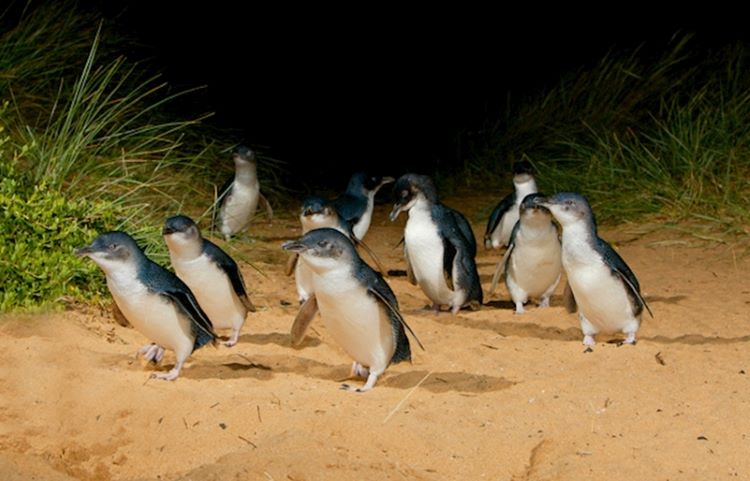 Pinguin Parade Phillip Island