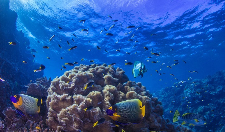 Bunte Fische und Korallen im Great Barrier Reef
