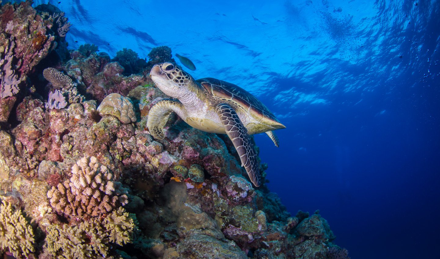 Unterwasserwelt Great Barrier Reef - die bekannteste der Sehenswürdigkeiten in Cairns