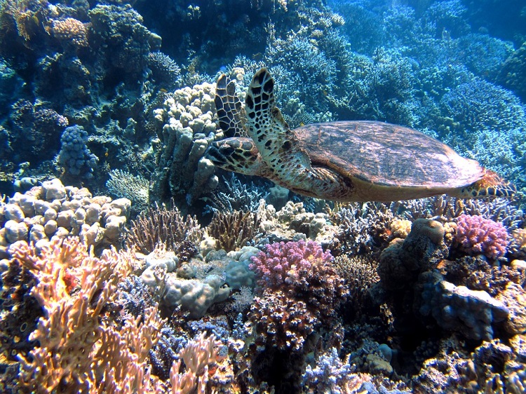 Meeresschildkröte im Korallenriff