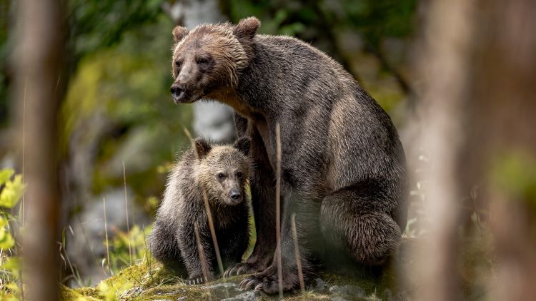 Grizzly Bären in British Columbia 